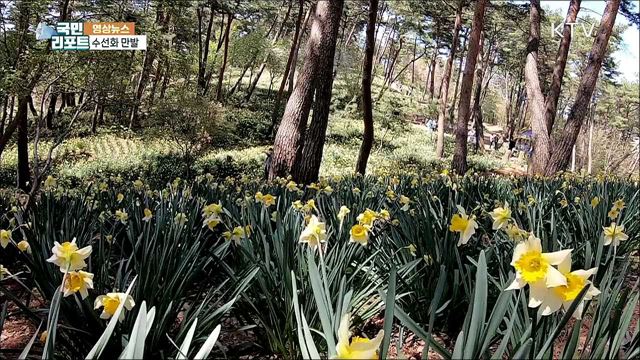 수선화 만발 [한국의 美]
