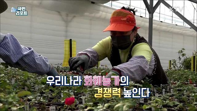 장미 신품종 개발, '화훼농가' 경쟁력 키운다