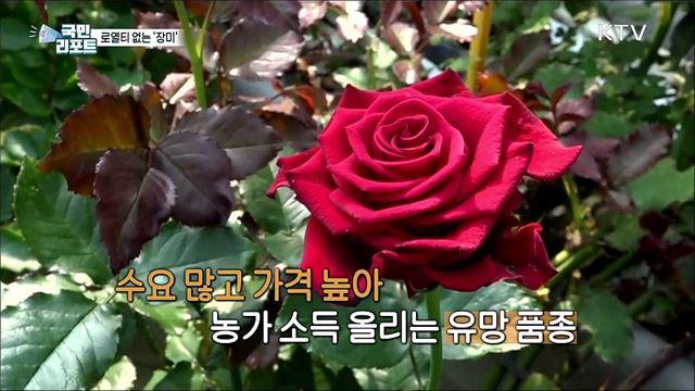 장미 신품종 개발, '화훼농가' 경쟁력 키운다