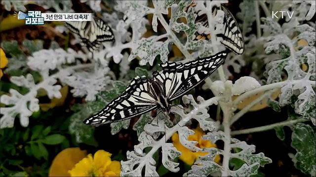 '함평 나비대축제' 3년 만에 힘찬 날갯짓