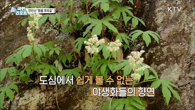 가평 연인산 도립공원, 명품 계곡길 발길 이어져