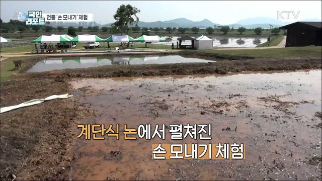 남도들노래와 함께 '전통 손 모내기' 체험