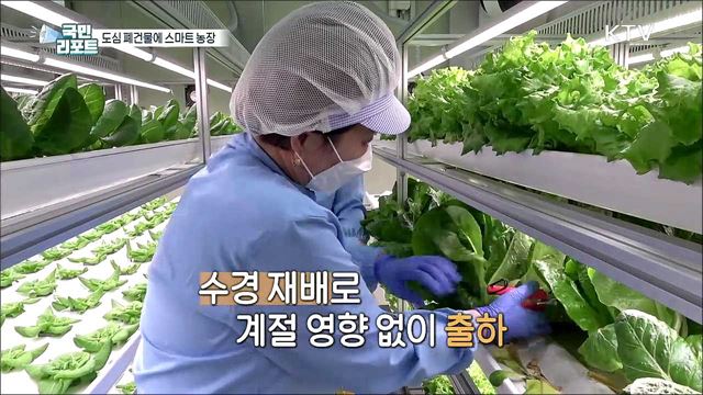 폐건물 활용 스마트 농장, 사계절 채소 생산해요