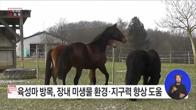 육성마 방목, 장내 미생물 환경 개선·지구력 향상 도움