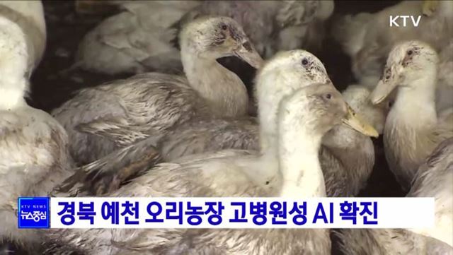 경북 예천 오리농장 고병원성 AI 확진