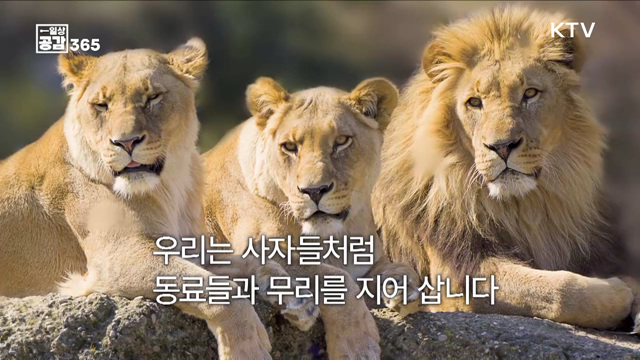 독도와 강치, 우리가 머물던 자리 [일상공감365]