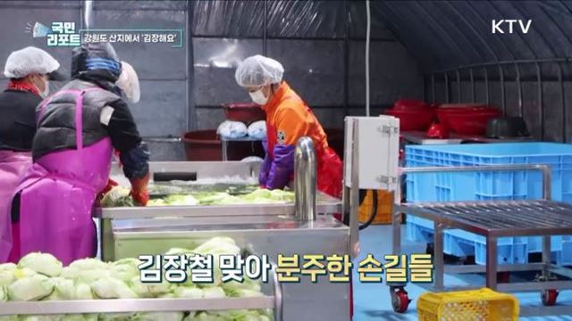 평창 고랭지 배추 출하 본격, 김치 담그세요