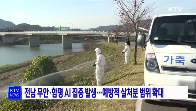 전남 무안·함평 AI 집중 발생···예방적 살처분 범위 확대