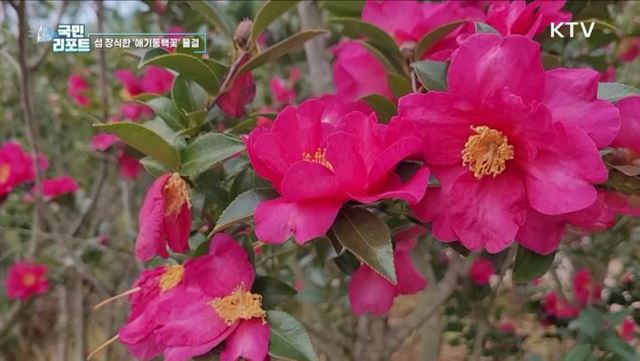 겨울 진풍경 '애기동백꽃' 2천만 송이 활짝