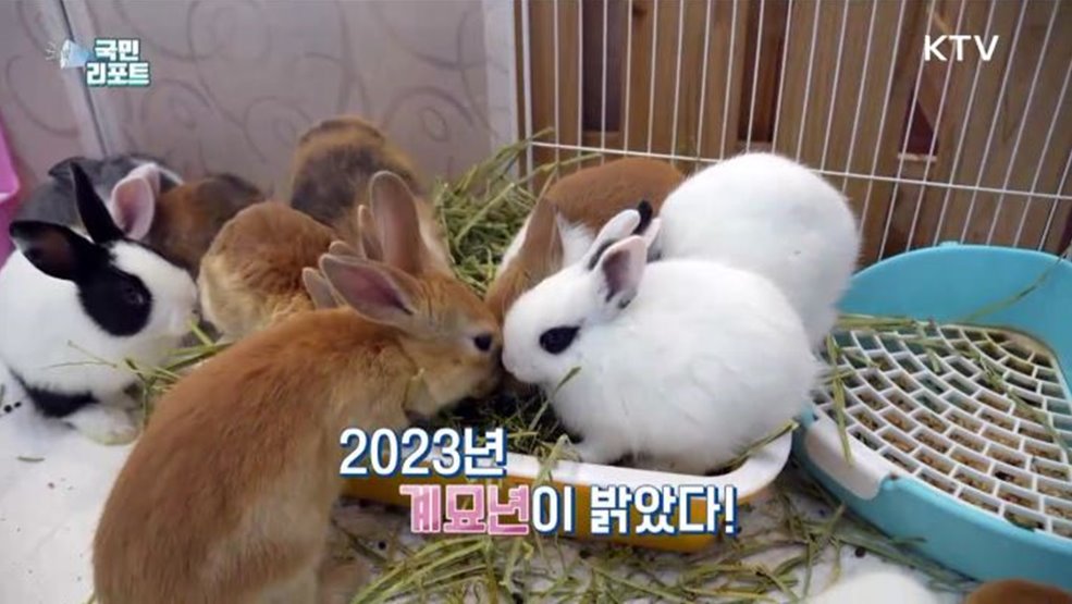 '깡충깡충' 토끼처럼, 2023 계묘년 밝았다