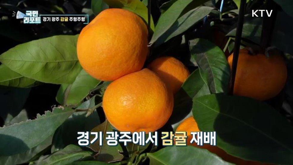 경기 광주서 감귤 생산, 체험농장도 인기