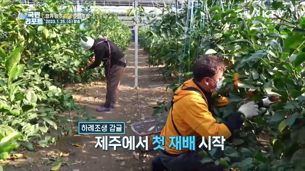 경기 광주서 감귤 생산, 체험농장도 인기