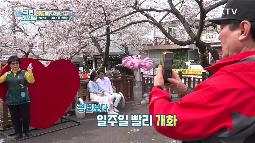 4년 만에 벚꽃 만끽, 진해군항제 열려