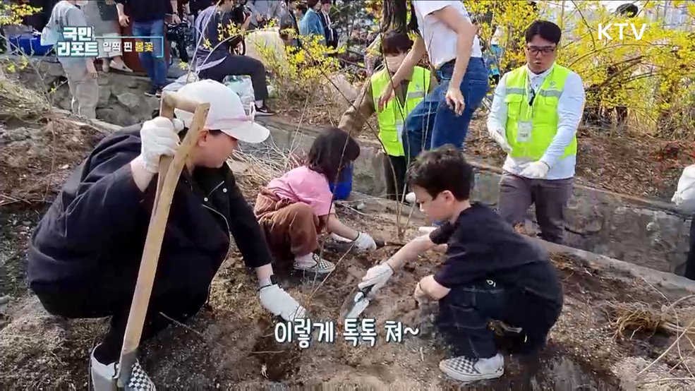 개나리·벚꽃 일찍 개화, 봄축제 빨라져