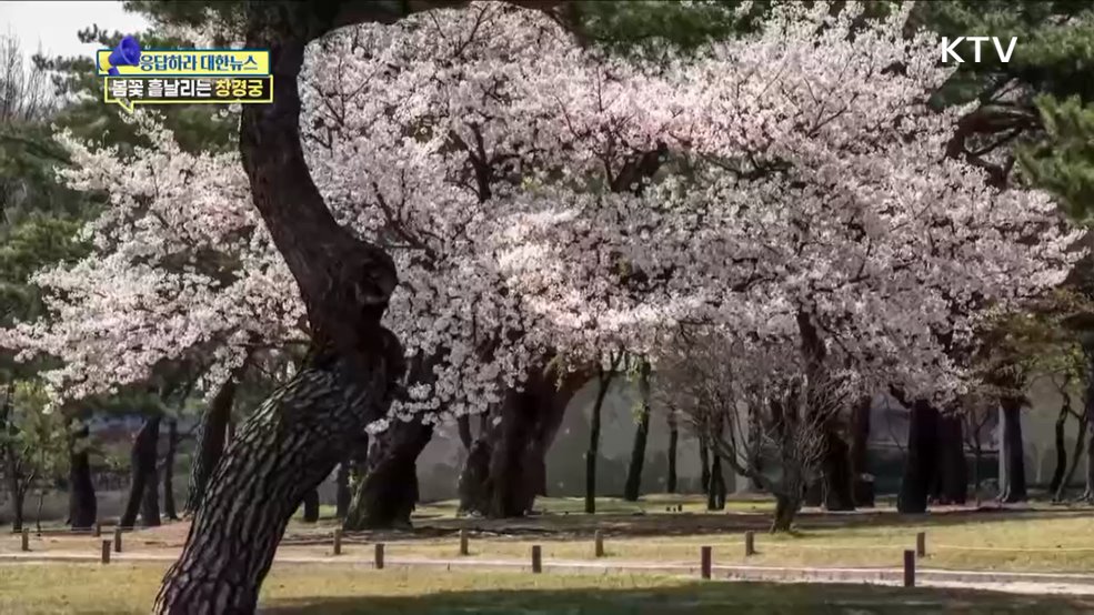 벚꽃 만발 유원지, 문화유산 창경궁으로 [응답하라 대한뉴스]