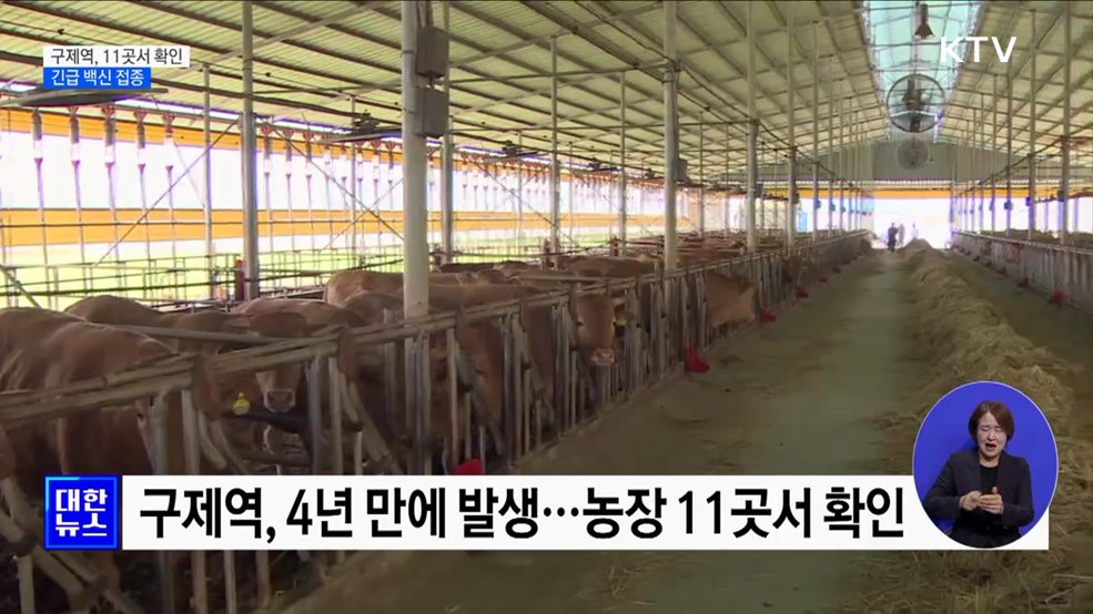 구제역, 11곳서 확인···긴급 백신 접종 실시