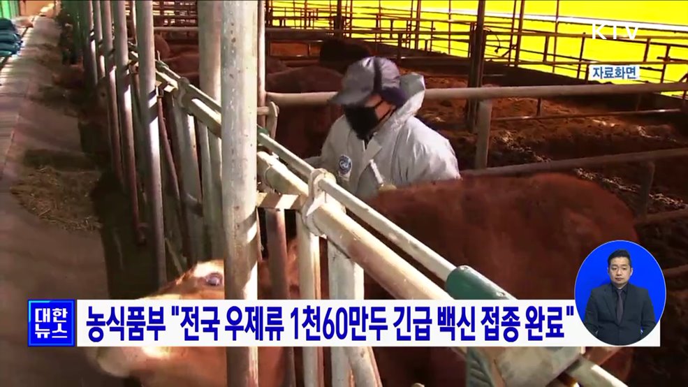 농식품부 "전국 우제류 1천60만두 긴급 백신 접종 완료"