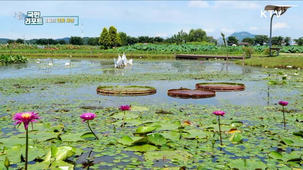 8월의 연꽃 세상 [한국의 美]