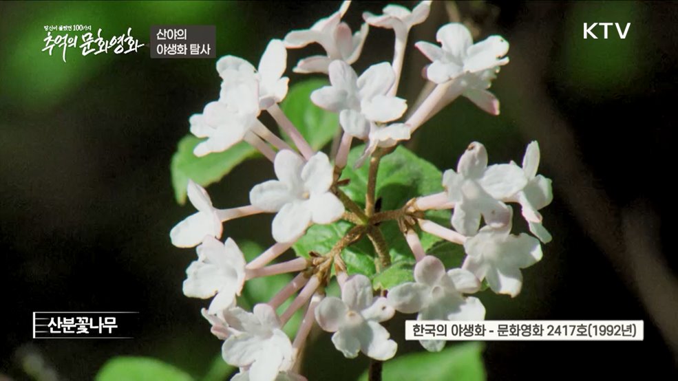 산야의 야생화 탐사