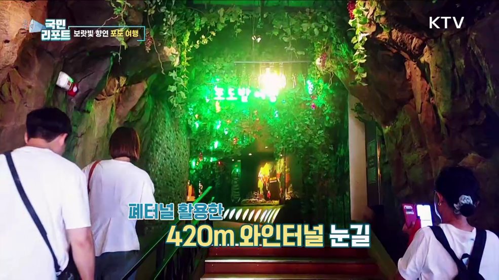 보랏빛 향연, 영동으로 '포도 여행' 떠나요