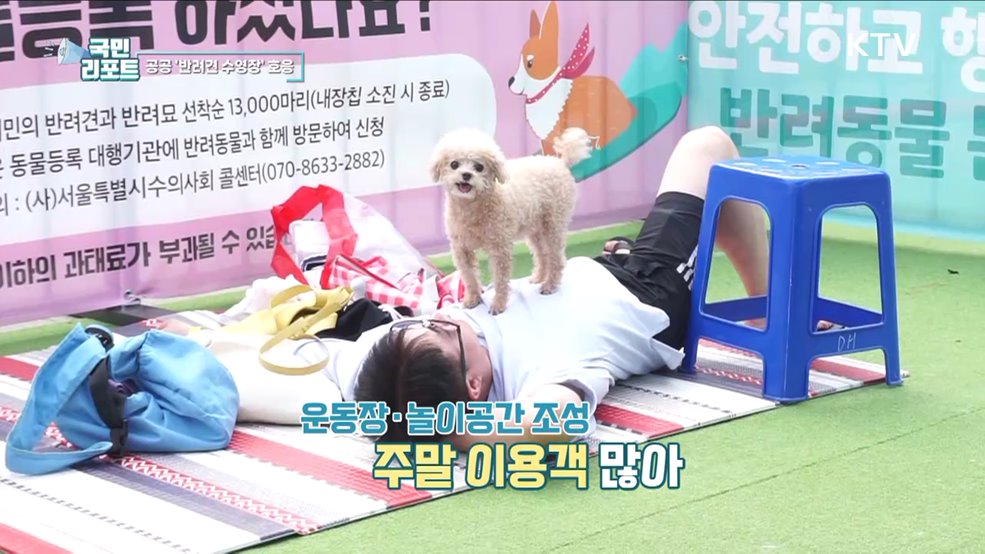 서울 첫 공공 반려견 수영장 개장