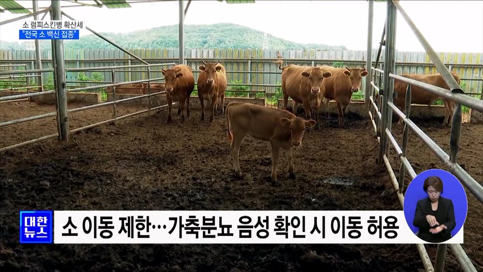 소 럼피스킨병 확산세···"전국 소 백신 접종"