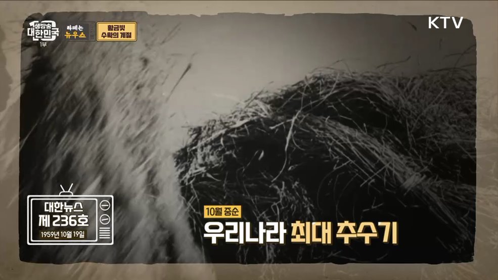 풍년이로구나~! 황금빛 수확의 계절 [라떼는 뉴우스]