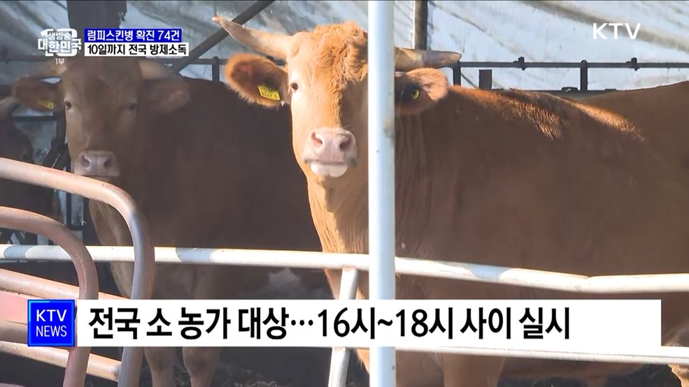 소 럼피스킨병 확진 74건···10일까지 전국 방제소독