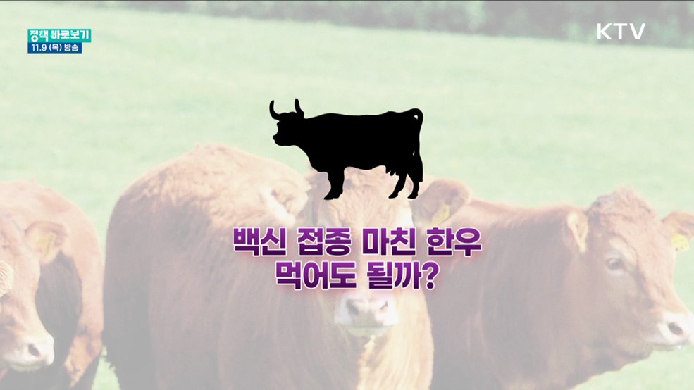 럼피스킨 접종 한우, 먹어도 안전할까?