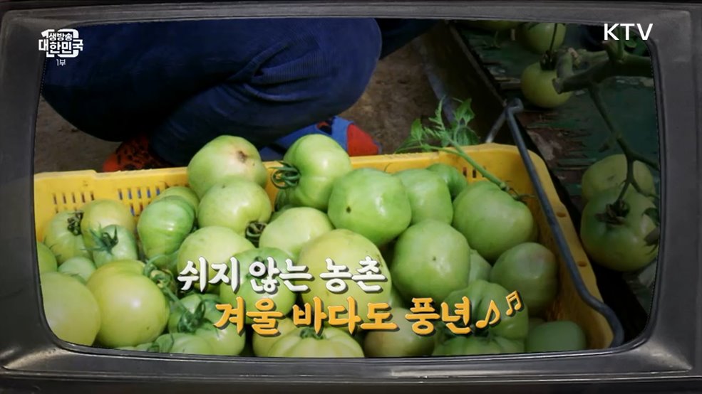 쉬지 않는 농촌, 겨울 바다도 풍년♪ [라떼는 뉴우스]