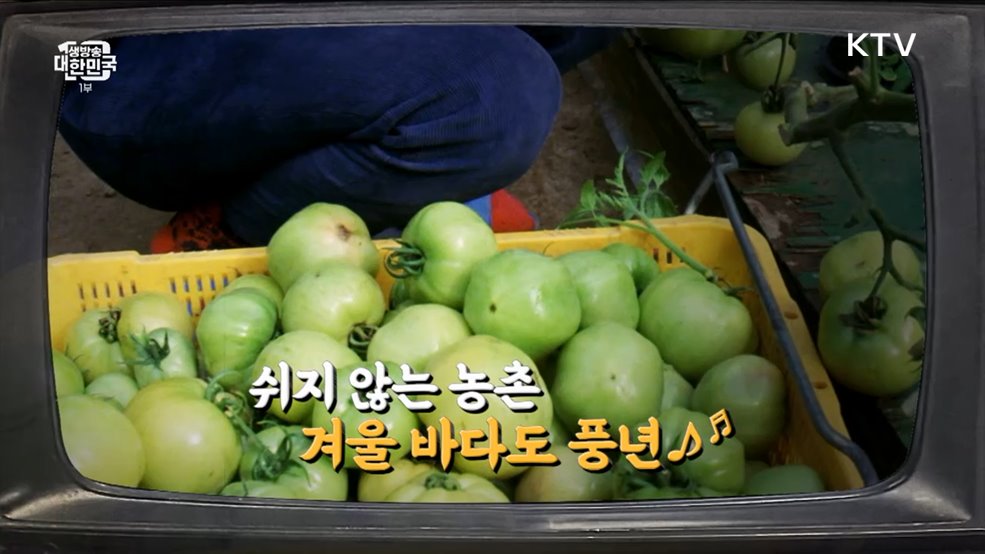 쉬지 않는 농촌, 겨울 바다도 풍년♪ [라떼는 뉴우스]