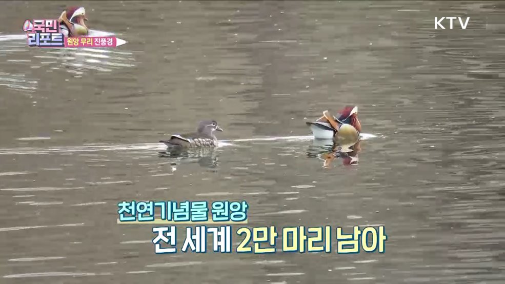 서울 중랑천 모여든 '원앙 무리' 진풍경