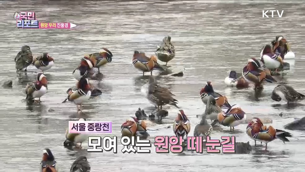 서울 중랑천 모여든 '원앙 무리' 진풍경