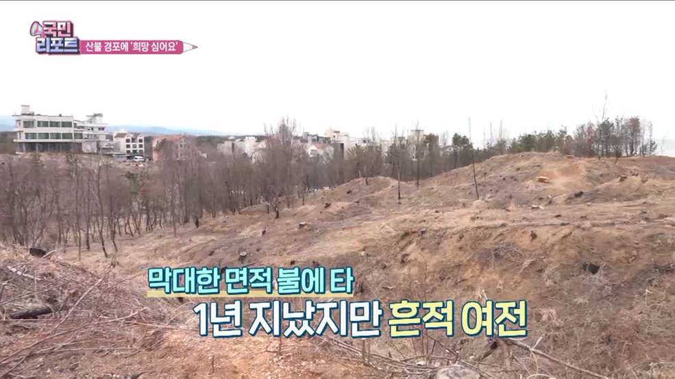 산불 피해 복구 '희망의 나무' 심어요