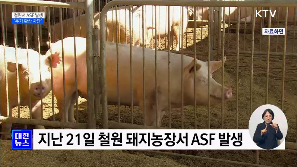 4개월 만에 철원서 ASF 발생···"추가 확산 차단"