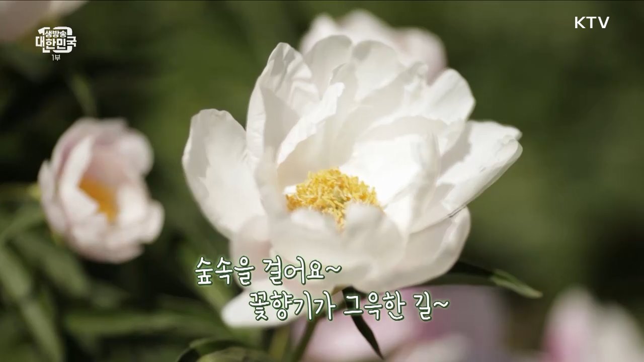 저렴하게 떠나는 숲 나들이 [돈이 보이는 VCR]