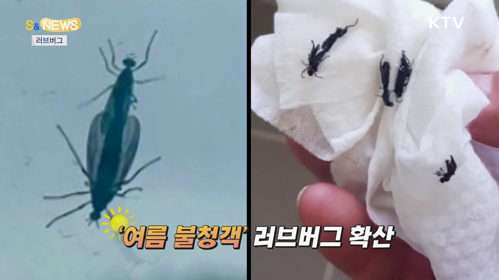 더워지는 한반도···물폭탄에 벌레까지? [S&News]