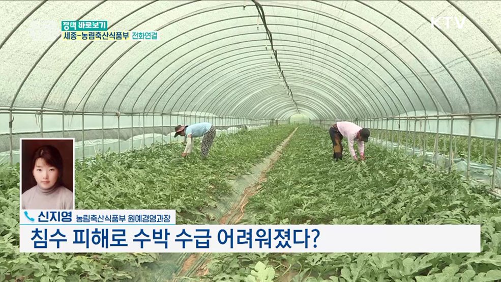 수박 재배산지 60% 이상 침수, '수박 대란' 재연된다? [정책 바로보기]