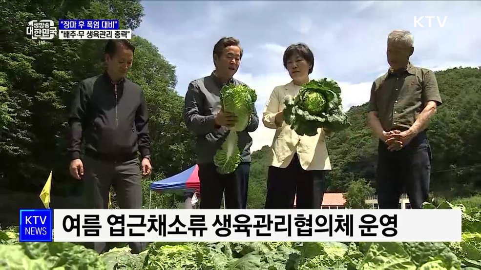 "장마 후 폭염 대비···배추·무 철저한 생육관리 필요"