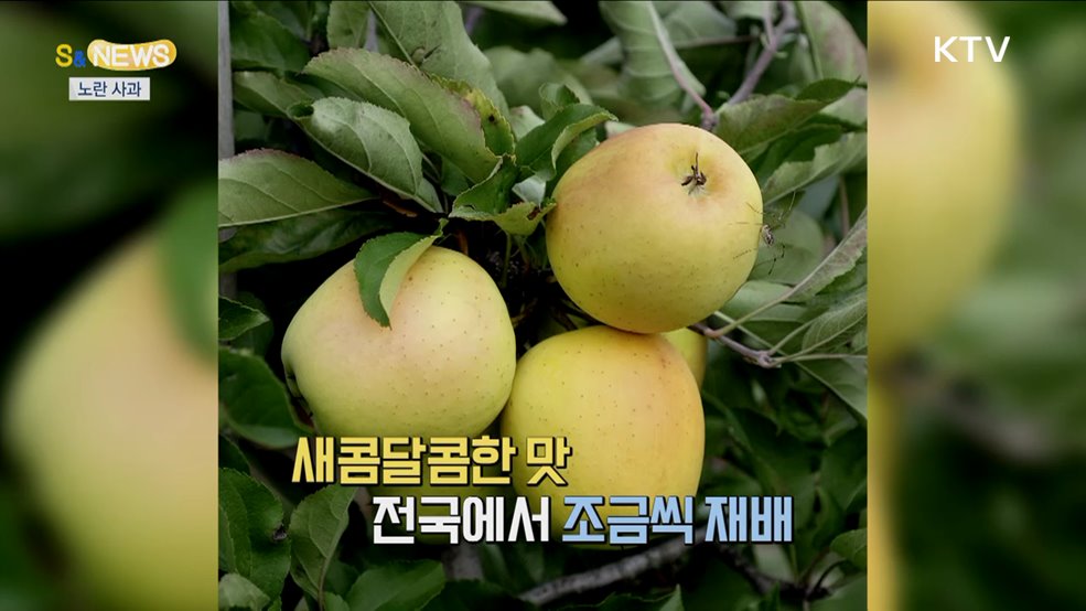 "사과가 빨갛게 안 익어"···그래서 개발된 골든볼 [S&News]