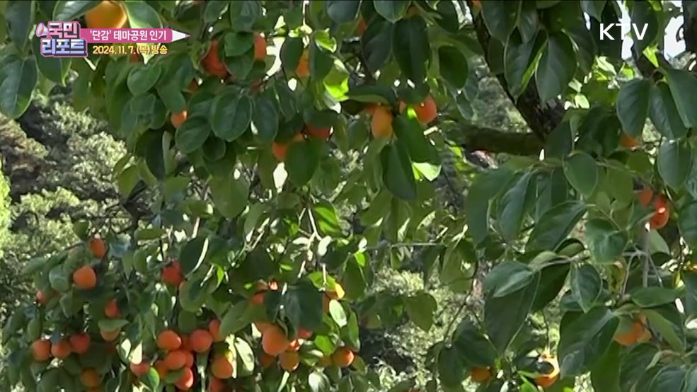 전국 최대 생산지 '단감 홍보' 테마공원 인기