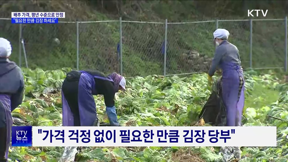 배추 가격, 평년 수준으로 안정···"필요한 만큼 김장 하세요"