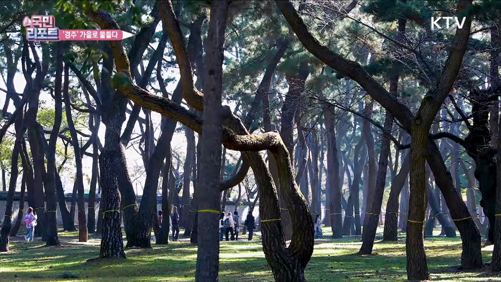 가을로 물든 천년 고도 '경주' 풍경 즐겨요