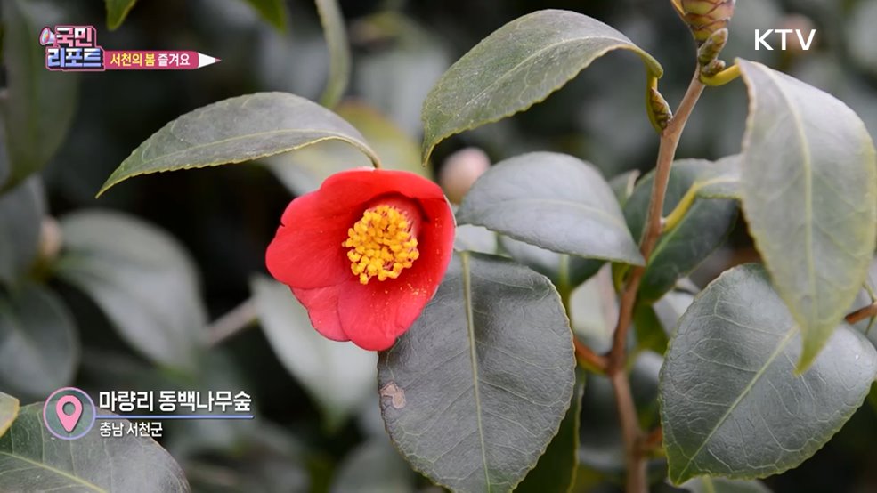 서천의 봄 만끽, 동백꽃 주꾸미 축제 막 올라