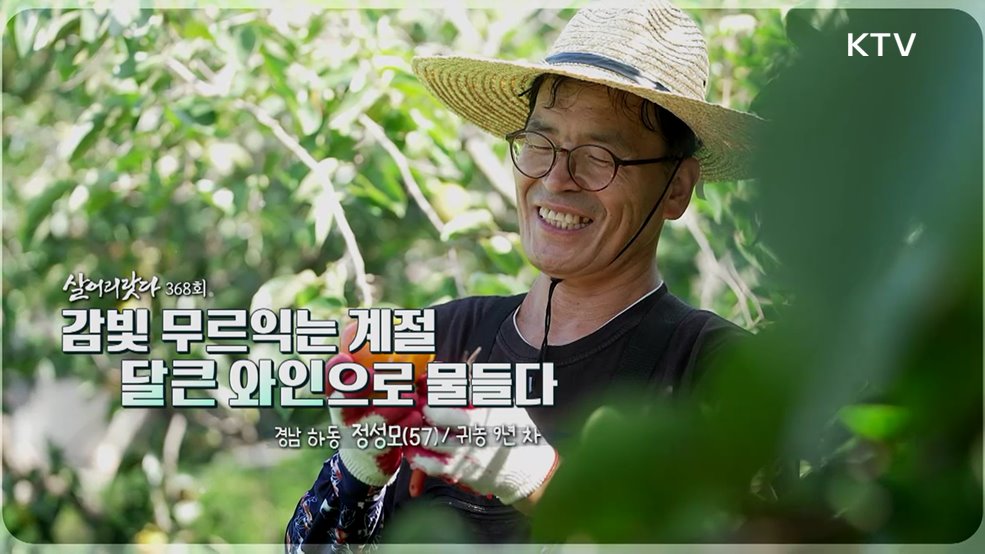 감빛 무르익는 계절 달큰 와인으로 물들다