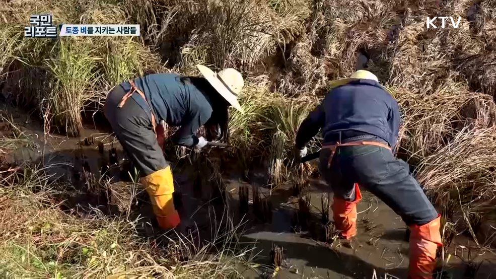 토종 밥맛을 찾다 '토종 벼' 지키는 사람들