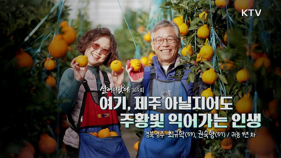 여기, 제주 아닐지어도 주황빛 익어가는 인생