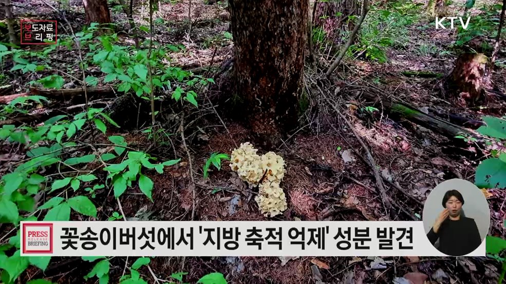 꽃송이버섯에서 '지방 축적 억제' 성분 발견