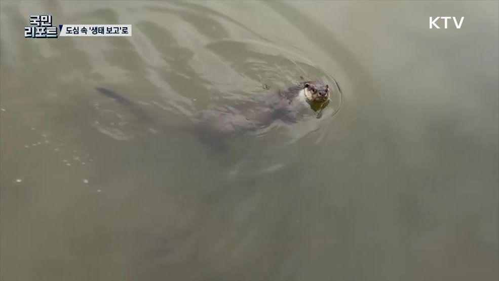 수달이 살고 있다, 전주 덕진공원 '생태·휴식 거점'으로