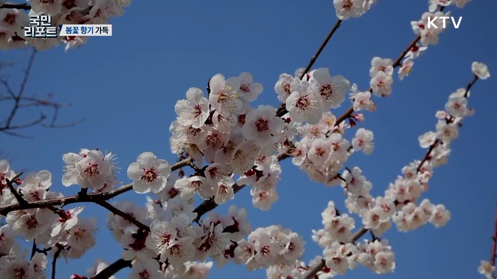남녘에 봄꽃 향기 가득, 축제도 '활짝’
